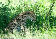 leopard (43 von 60).jpg